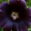 Black Petals